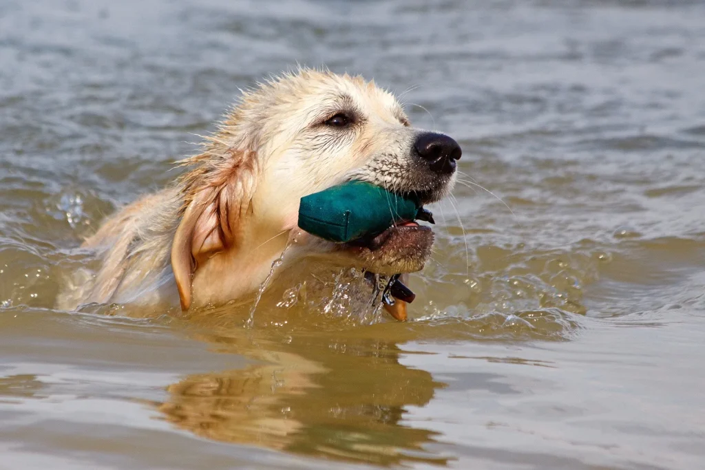 A Golden Retriever swimming through water while carrying a green training dummy.