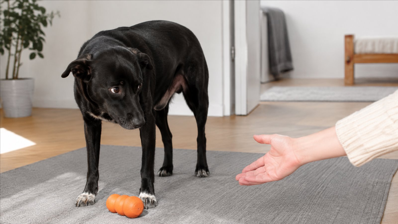 A black dog stands over an orange toy while a person keeps a respectful distance